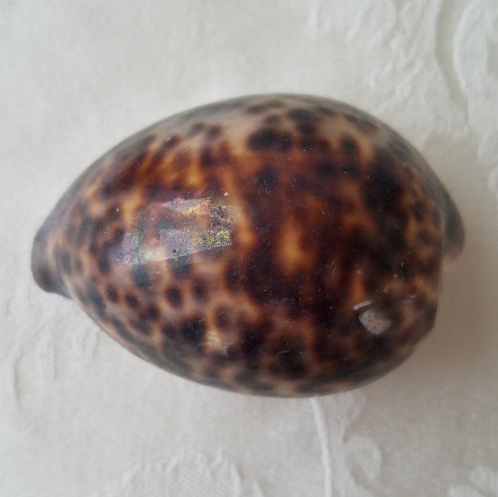 Three Natural Sea Shells - Picture 8 of 12